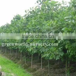 Liriodendron Tulipifera Export thumbnail-1