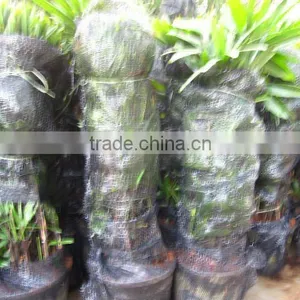 Raphis Excelsa Indoor and Out Plants thumbnail-1