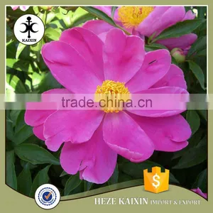my Test Tree Peony Plant Root thumbnail-3