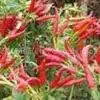 Capsaicin, Capsaicine thumbnail-1