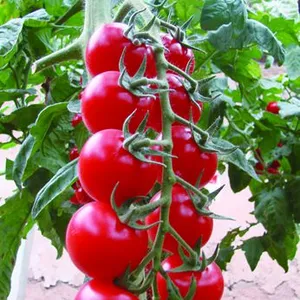 Cherry Tomato Seeds Hot Tomato Greenhouse Plant Tomato Seeds No.69 thumbnail-1