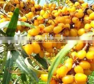 100%natural Seabuckthorn Seed Oil Used in Cosmetics thumbnail-1
