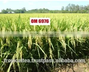 Vietnam Rice 6976 5 % Broken Best Selling thumbnail-2