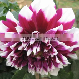 Cut Fresh Latest Dahlia Plants thumbnail-1