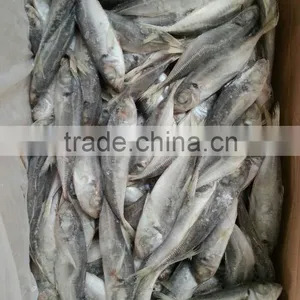 Land Frozen Small Size Horse Mackerel or Sacd thumbnail-1