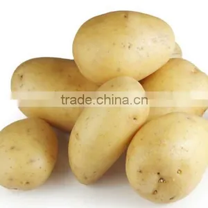 Potato/Carrot/Ginger Washer Peeler and Sorter|Onion Washing and Grading Machine thumbnail-4