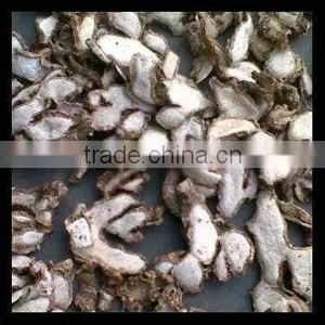 Lesser Galanga/ Kaempferia Galanga/ Sand Ginger thumbnail-3