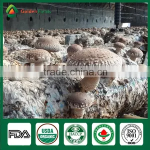 Supplier of Fresh Dried Shiitake Mushroom Growing Shiitake Mushroom Log Spawn for Mushroom Farm thumbnail-1