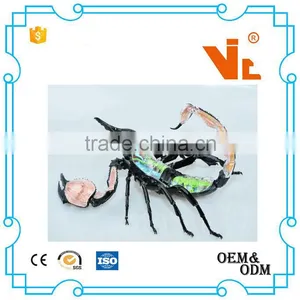 V-AM050 4D MASTER Scorpion Specimen Anatomical Model for Teaching thumbnail-2