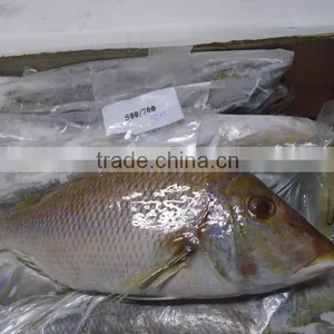 FROZEN EMPEROR FISH thumbnail-3