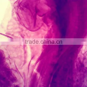 Chicken Embryo Prepared Microscope Slides thumbnail-4