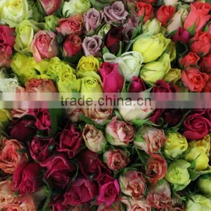 Fresh Cut Roses thumbnail-4