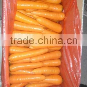 Fresh Carrot thumbnail-1