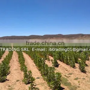 Organic White Quinoa thumbnail-3
