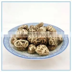 Antumn Planting Log Thick Shiitake Mushroom Spawn thumbnail-6