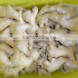 Good Quality Chinese Organic Ginger thumbnail-1