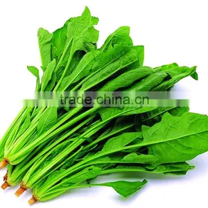 Panasonic Magnetron Spinach Drying and Sterilization Microwave Simultaneously Equipment thumbnail-5