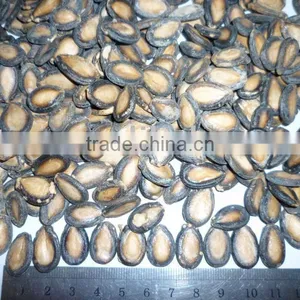 Black Watermelon Seeds in 11cm, 2013 Crop thumbnail-1