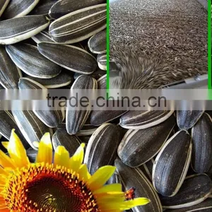 Sunflower Seeds China Supplier Importer and Exporter thumbnail-1