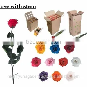 Pretty Hydrangea Preserved Flowers With Various Species thumbnail-5