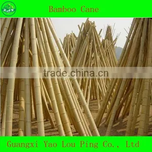 Bamboo Cane thumbnail-1