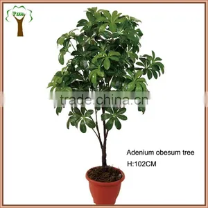 Artificial Adenium Obesum Flower Tree thumbnail-1