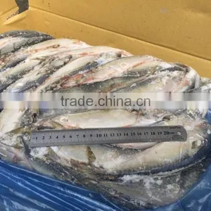 Block Frozen Pacific Mackerel thumbnail-5