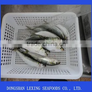 Frozen Sardine for Tuna Bait thumbnail-1