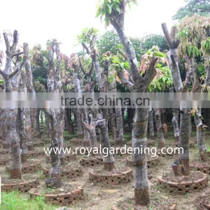 Mangifera Trees thumbnail-1