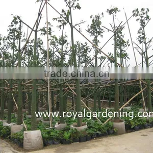 Chorisia.speciosa Outdoor Landscaping Plants thumbnail-3