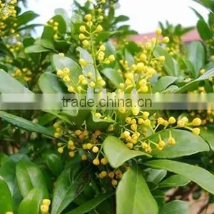 Aglaia Odorata Flower Absolute thumbnail-1