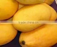 Pakistani Mango thumbnail-1