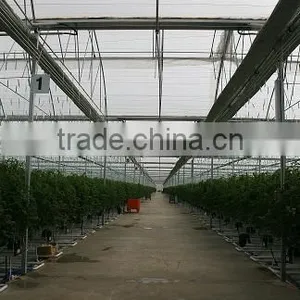 Red Color Fresh Tomato From Turkey thumbnail-6