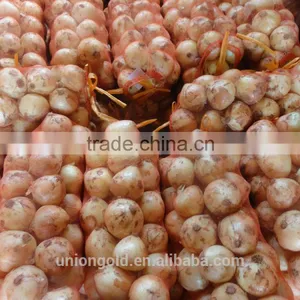 Fresh Yellow Onion / Red Onion thumbnail-3
