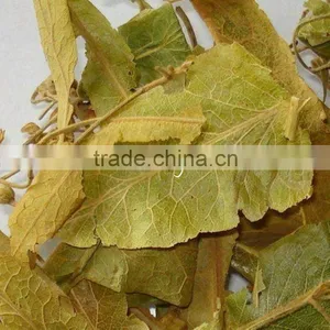 Dried Linden Leaf thumbnail-1
