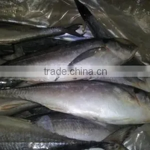 FROZEN HORSE MACKEREL WHOLE ROUND thumbnail-1