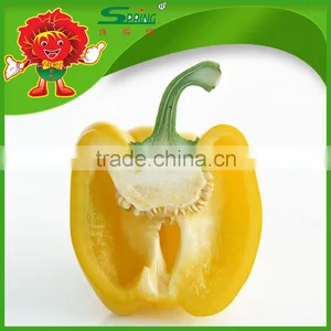 High Quality Yellow Bell Pepper Colorful Pepper on Sale thumbnail-1