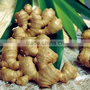 Fresh Ginger thumbnail-1