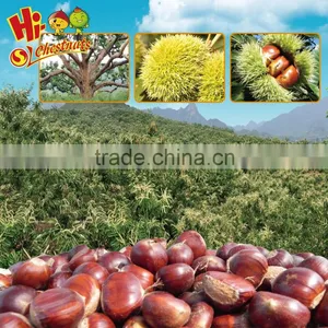 Chinese Chestnut thumbnail-2