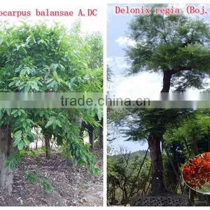 for Outdoor Landscaping Ornamental Bonsai Plants thumbnail-4