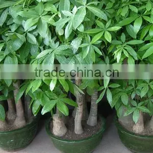 Pachira Macrocarpa of Indoor Outdoor Ornamental Bonsai Plants thumbnail-2