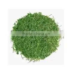 GMP Kosher Natural Gynostemma Pentaphylium P.E Gypenoside thumbnail-2