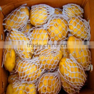 Potatoes 2013 thumbnail-1