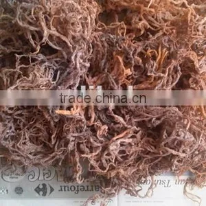 Eucheuma Cottonii With High Quality thumbnail-1