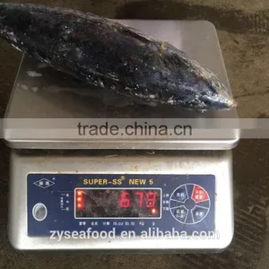 Large Stock Frozen Bonito More Than 500g/0.5kg thumbnail-2