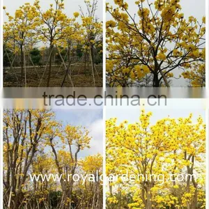 Tabebuia Chrysantha Dia 6-20cm thumbnail-1