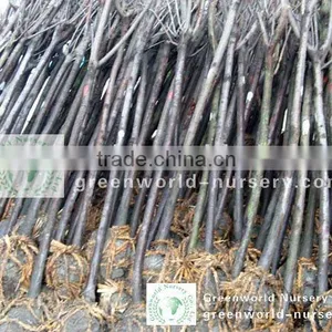 Prunus Cerasifera Trees thumbnail-1