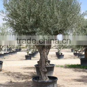 Olive Tree - Olea Europaea thumbnail-1