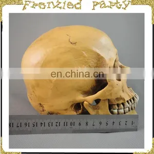 Wholesale Simulation Decorative Party Skull FGHS-0006 thumbnail-5