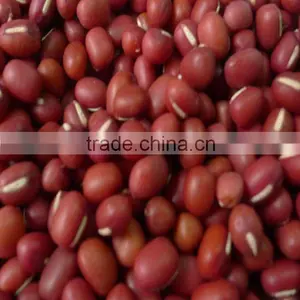 Small Red Bean (conventional or Organic ) thumbnail-1